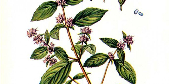 Essential Oil Blend Energizing (Rosemary Mint)