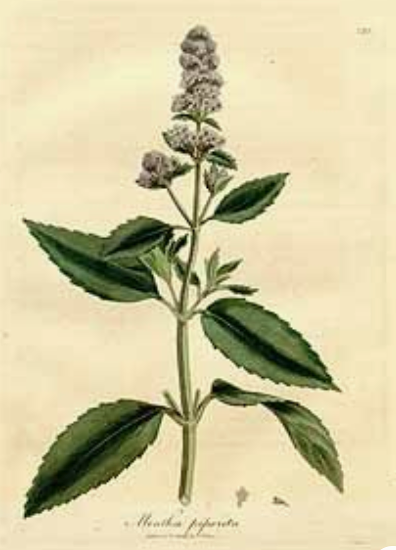 Essential Oil - Peppermint