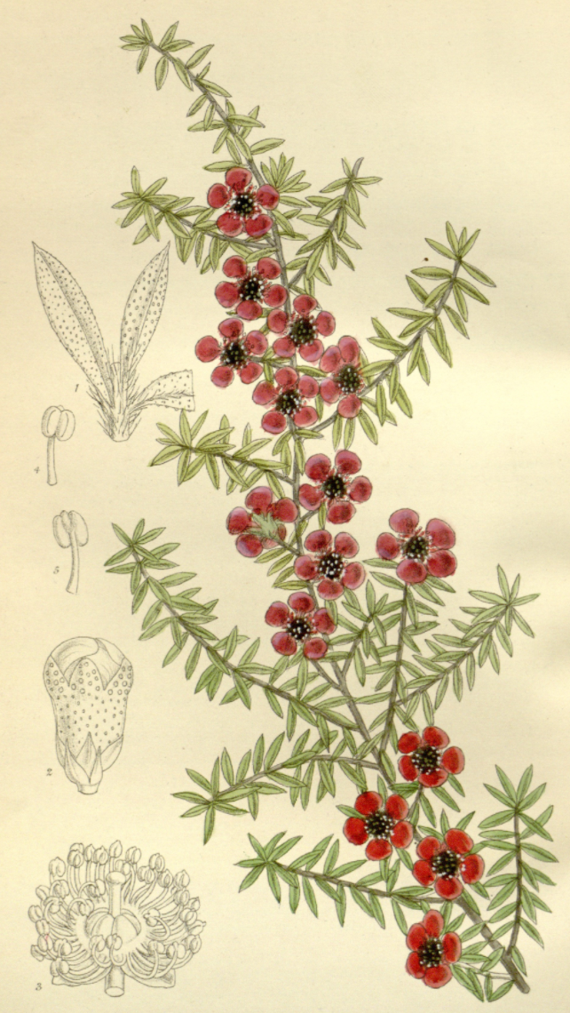 Essential Oil Blend Healing (Tea Tree Lavender)